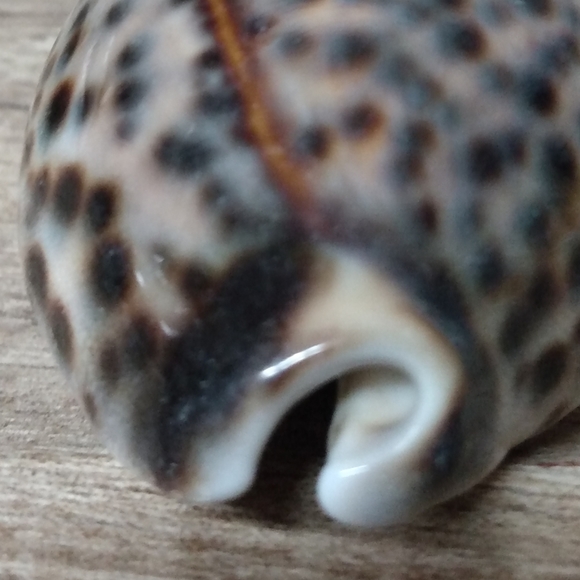 Shell 🐚 Mini - Picture 3 of 4